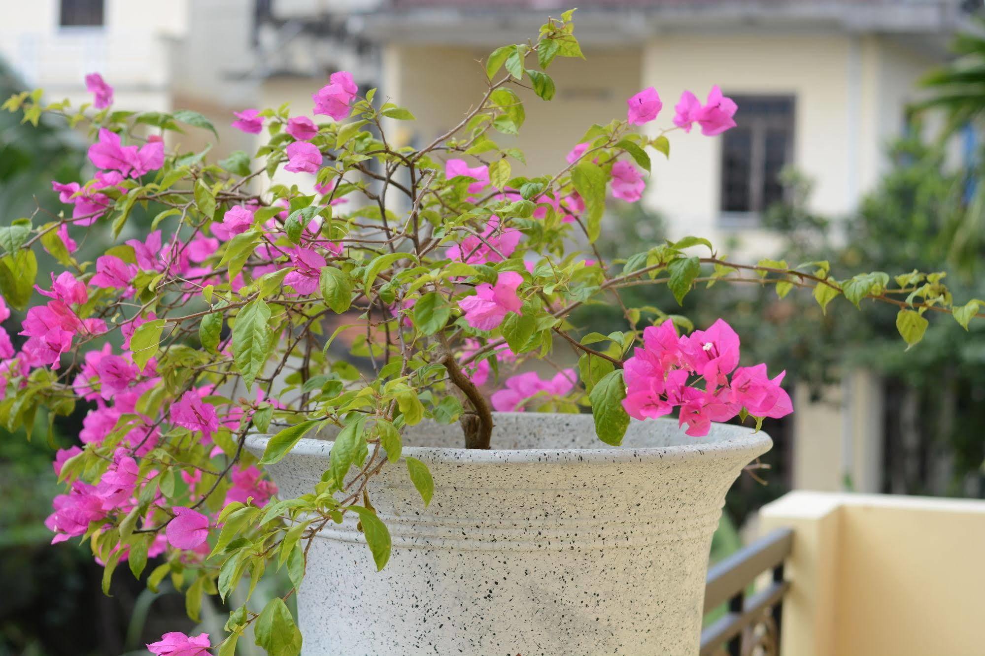 Botanic Garden Villas Hoi An Exterior foto